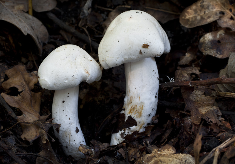 Tricholoma album